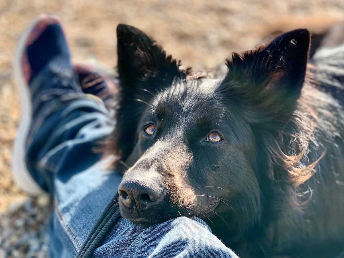 A black dog with pointed ears rests its head on a person's denim-clad leg, gazing upward with soft, expressive eyes. A trainer-clad foot is visible in the background. The scene is outdoors and sunlit.