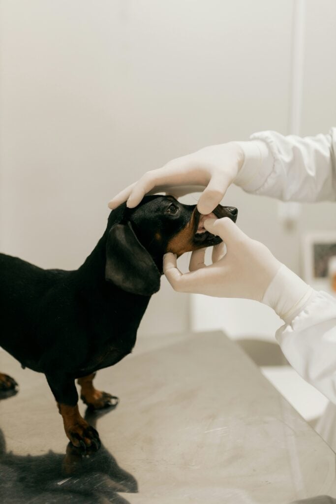 A gloved vet examines a small dachshund's mouth on a clinic table during a dental check.
