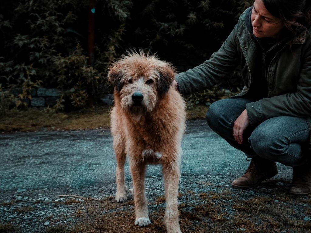 A person crouches down and gently strokes a scruffy, light brown dog standing on a path outdoors, greenery in the background—a sweet moment highlighting senior dog health and the importance of care as dogs age.