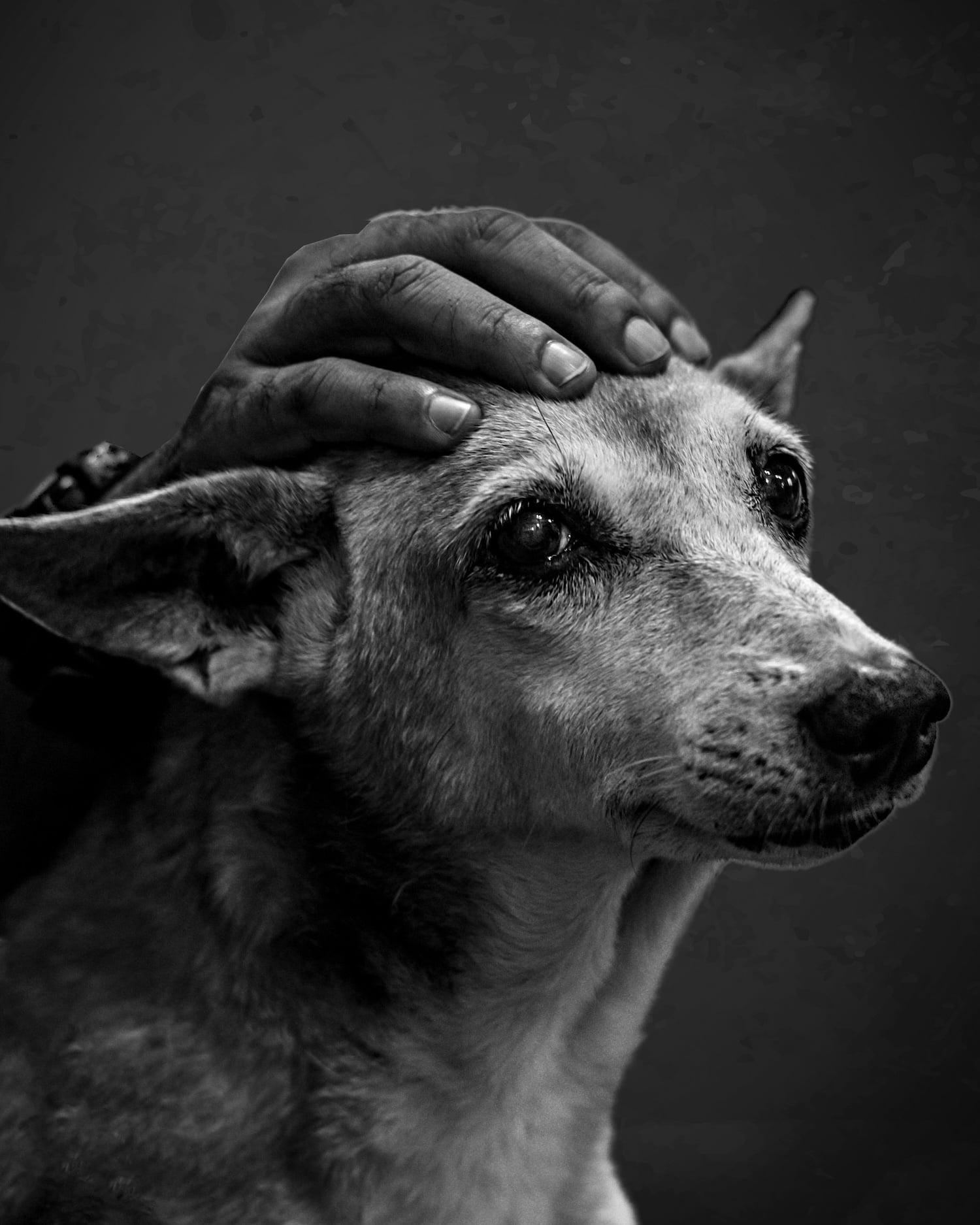 A black and white photo of a dog being gently patted on the head by a person's hand, capturing the dog's calm, soulful expression whilst subtly highlighting dog stress signals in its posture.